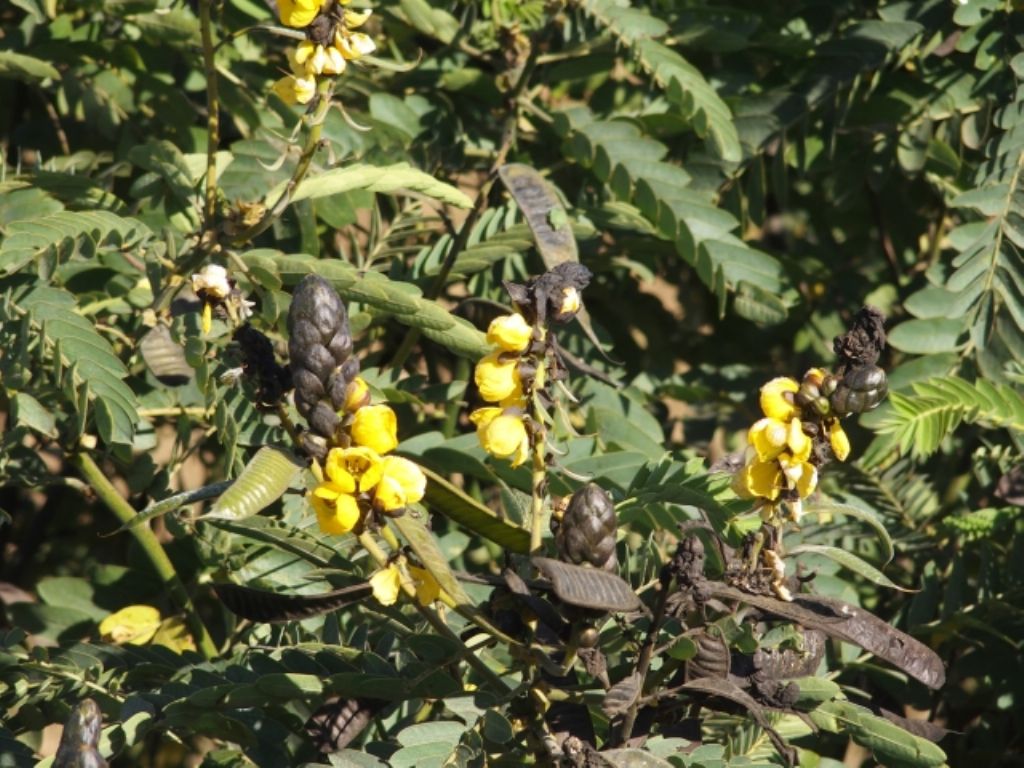 Phoenix (Arizona),  in un''aiuola dello zoo: Cassia (= Senna) didymobotrya (Fabaceae)